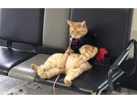 橘貓爺呆坐車站像在等人 網:大哥你有心事嗎?