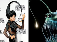 女歌手衣不驚人死不休 搞創意卻撞臉「深海鮟鱇魚」