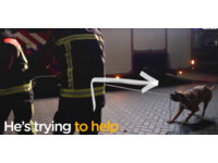 消防員準備拉倒樹 傻汪看到忍不住「裂嘴咬繩」搶幫忙