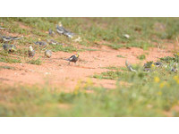 成群野生玄鳳鸚鵡滿地跑!台灣網友驚:多得跟麻雀一樣