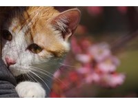 愛貓走失靠「剪刀找貓法」找回 飼主驚嘆:很神奇!