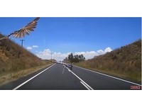 比3D電影可怕!老鷹凌空丟蛇砸玻璃 整車嚇得又叫又笑