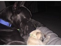 弟弟睡著了!守護瘦弱小狗 魁武「大丹」整晚趴著不動