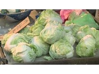 全民救菜價！崩盤剩10元　台南號召千人「拔光高麗菜」