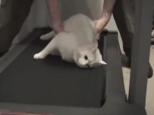 胖猫不想运动就装死 在跑步机上瘫成一坨白麻