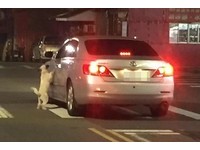 新竹白狗緊攀車窗淒厲哭喊 車主:是客人不要的