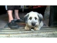 小白狗主人現身:牠當天一直追朋友的車,吃得比人還好