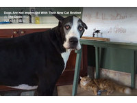 新夥伴加入囉!主人狂甩逗貓棒 狗狗一臉苦瓜超厭世