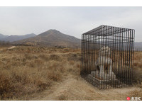 失去「自由」...唐貞陵古蹟怕被盜 裝大鐵籠關石獅子