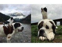 一輩子賴著你!寵物界的最萌體型差Blizzard&Lulu