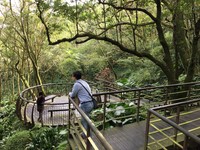 台北森林清幽秘徑！竹子湖青楓步道楓正紅