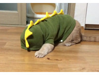 「蒙面小恐龍」找零食 橘貓拍地:別想逃出朕的手掌心