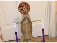 94要吃!土撥鼠「引體向上」 狂吊單槓只為吃到美食