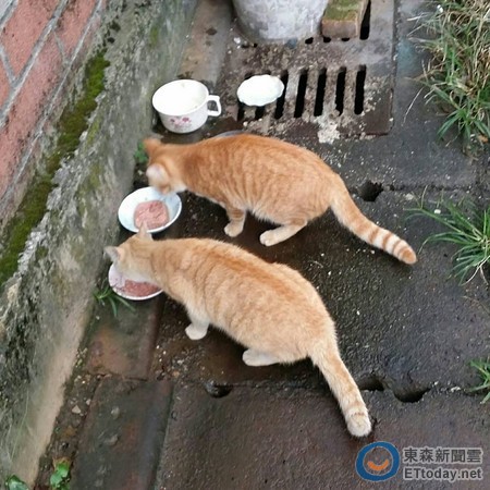 还要吃!「蜘蛛猫」劫摩托车拖住爱妈 再来点罐