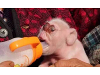 母豬產下凸眼「猴子臉」 長鼻向上捲舌頭外露