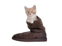 「快把鞋給朕！」　為何貓咪總愛霸占你的鞋...不臭嗎？