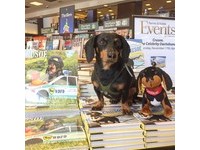 變裝臘腸撐傘搖屁過街 呆萌樣害網友笑到美叮美噹