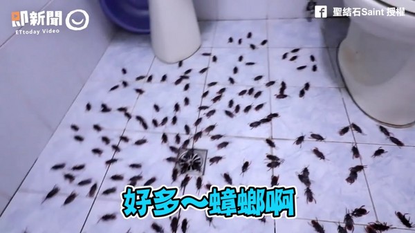 200只假蟑螂吓到老婆闪尿 网友:我会让他粉身碎骨!