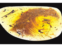琥珀中發現3.85公分恐龍尾巴　9900萬年前羽毛清楚可見
