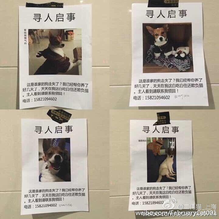 白吃住还欺负我的猫! 搞笑寻人启事真相却