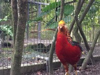台灣也有「川普雞」！紅腹錦雞爆紅　金黃頭羽酷似川普