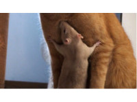 老鼠愛上貓!就要黏著喵老大 鼠寶跟屁狂追「等等我」