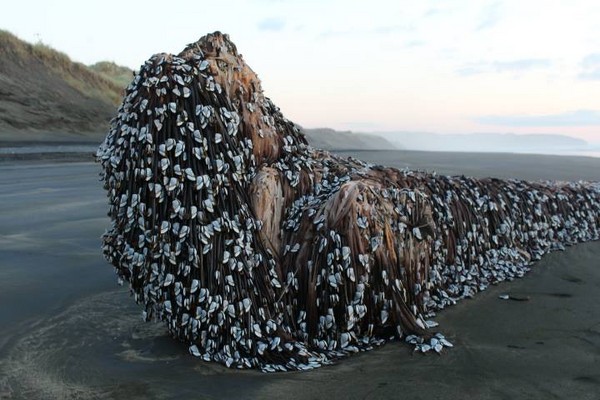 全身爬满藤壶海藻 纽西兰沙滩出现诡异「雷鬼辫海怪」