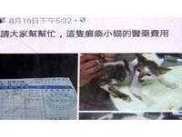 正妹募款救毛孩 獸醫:她偷拍其他客人住院的寵物PO網