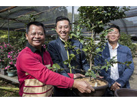 90歲「茶花國寶」葉國針　打造「八美園」擺放數千盆