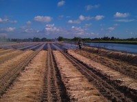 二期稻作收割進尾聲　南市環保局加強稽查燒稻草空污