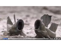 啊啊啊啊~壓力大嗎? 近千萬網友看大彈塗魚對吼紓壓