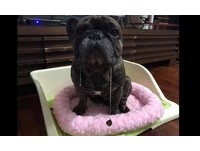 呆法鬥口水牽絲...「超強黏性」樹葉跟回家 主子笑到翻