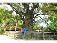 日本最大巨木！蒲生大楠直徑4.5米超大樹洞有「神氣」