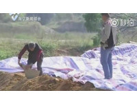 上百祖墳「被偷襲」剷平入水坑 村民翻土撿拾墓碑碎片