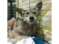 郊狼車禍重傷還罹患致命皮膚病 見醫生仍雙眼發亮