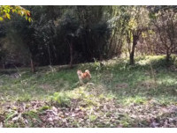 柴柴玩翻叫不回家!媽媽一喊出「關鍵字」牠光速衝回家