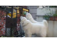 垃圾車來囉!2大白狗衝門口等搖尾合唱 網:我家是聽到豆花…