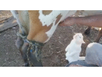 在農場好幸福 小貓立正站好、承接「新鮮直送」牛乳