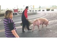 9頭豬「靠邊站」害翻車　馬路驚嚇奔跑排泄..飼主紙板追趕