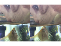 貓咪趴魚缸喝水遇新朋友 熱帶魚親臉打招呼:嗨~你好