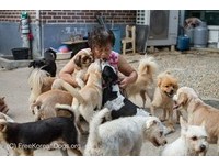 不希望牠們再淪香肉…南韓嬤救數百隻狗 20年耗盡老本