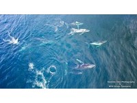 航拍「塔斯馬尼亞座頭鯨群」　旅遊達人感動到流下淚來
