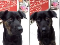 看別人吃蛋餅牠口水直流 網笑:汪界最佳演員…