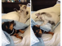 陪我玩!貓咪狠甩巴掌強逼 愛睏狗崩潰直接「放大絕」