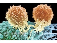 白血病新興療法 禁食可以餓死癌細胞?