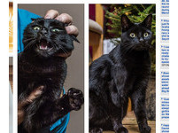 令人聞風喪膽的「惡魔貓」 連黃金獵犬和健美先生都怕