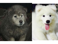 帶薩摩耶到工廠辦事...牠鑽進煤渣翻滾變「小黑炭」