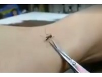 蚊子吸血吸到忘我 網友用剪刀神處理牠「那根」