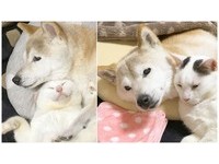 我會努力陪你...16歲柴柴患阿茲海默 貓好友緊靠不離去