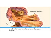發現人體第79個新器官　「腸系膜」改寫百年解剖學